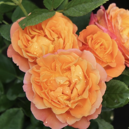 Роза чайно-гибридная "Ибица"