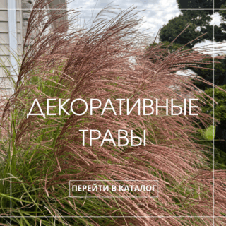 Злаковые растения