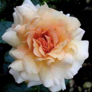 Роза флорибунда "Маржолен"