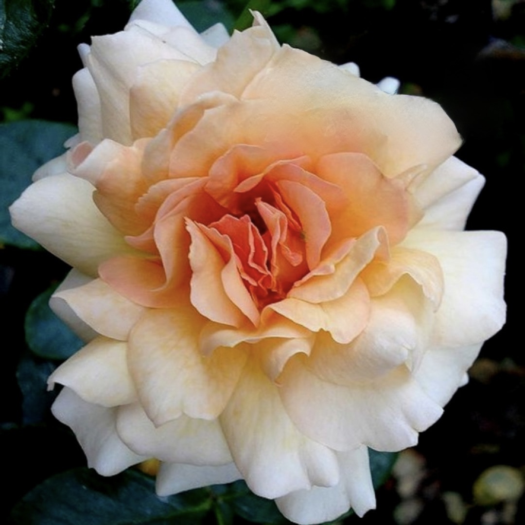 Роза флорибунда "Маржолен"