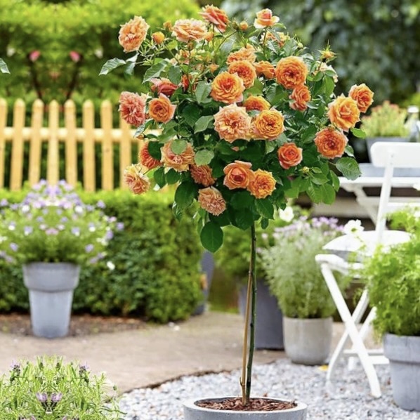 Роза штамбовая "Феникс" (флорибунда)