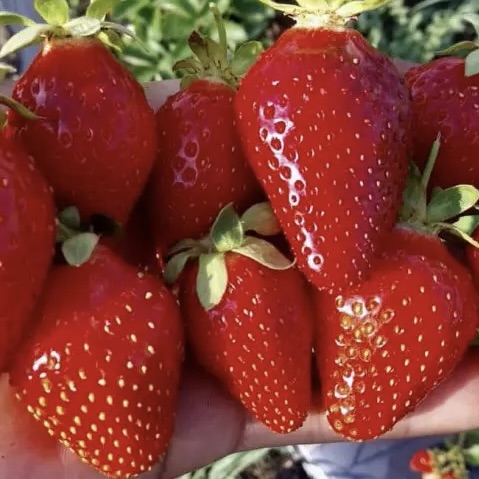 Клубника "Лючия" (10 шт) (ОКС)