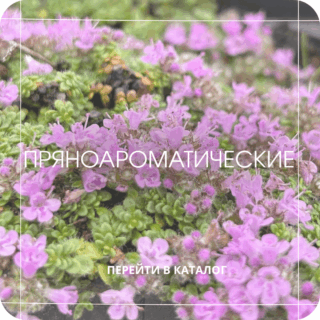 Пряноароматические травы