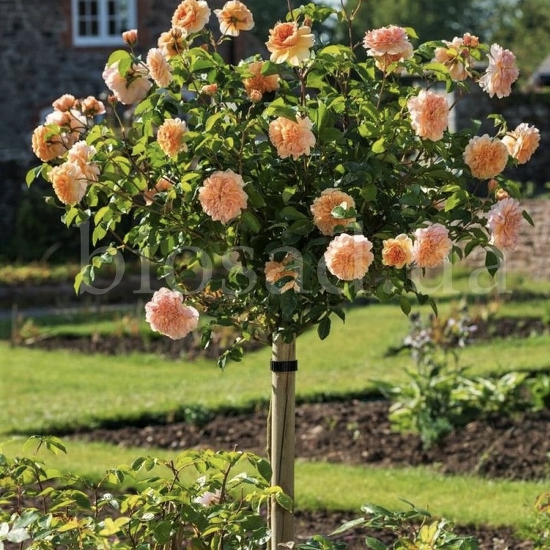 Роза штамбовая "Свит Дрим" (флорибунда)