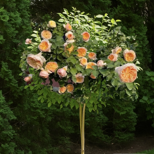 Роза штамбовая "Свит Уондер" (флорибунда)