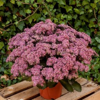 Седум (очиток) отогнутый "Клауд Волкер"