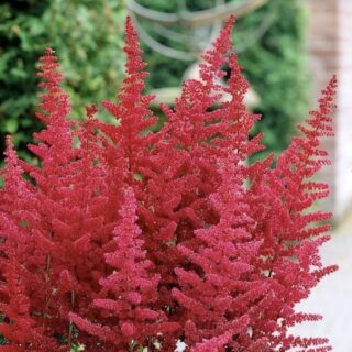 Астильба Арендса "Глют" С1