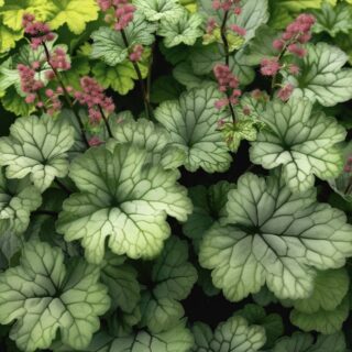 Гейхера "Рекс Пеперминт"