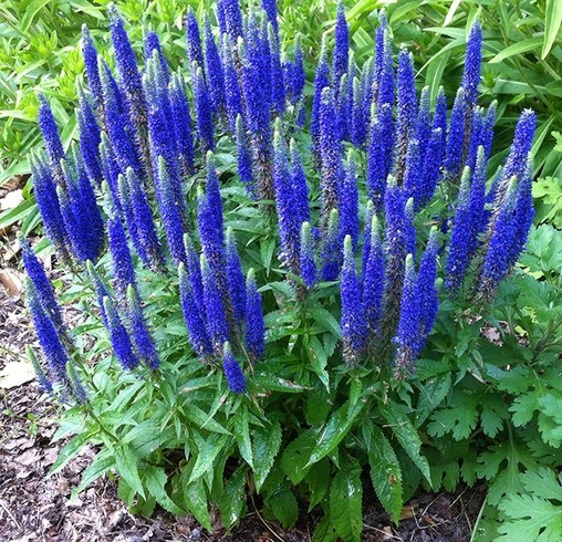 Вероника колосистая "Нана Блаутеппич"