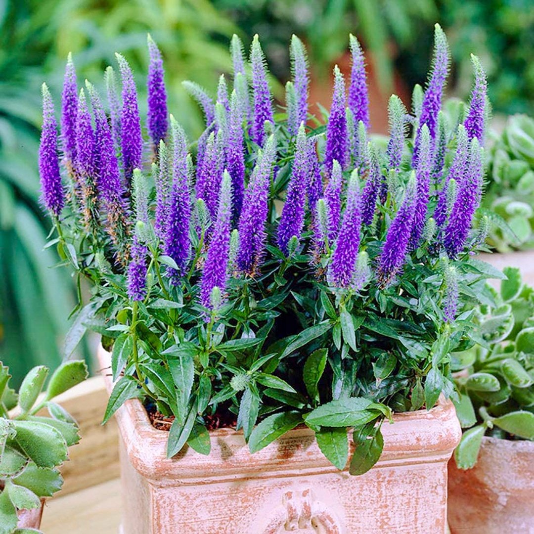 Вероника колосистая "Ульстер Дварф Блю"