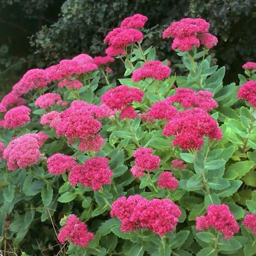 Седум (очиток) видный "Бриллиант"