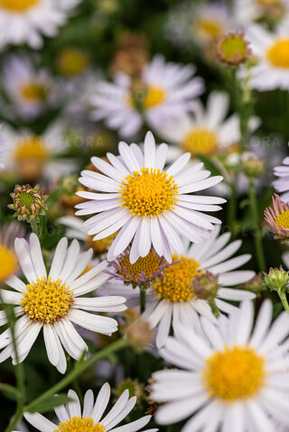 Калимерис "Мадива"