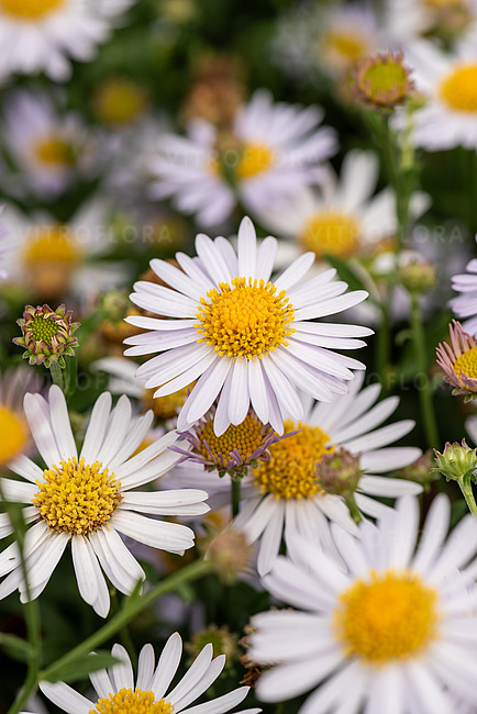 Калимерис "Мадива"