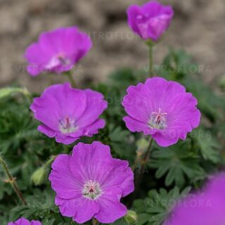 Герань кроваво-красная "Макс Фрай" С1,5