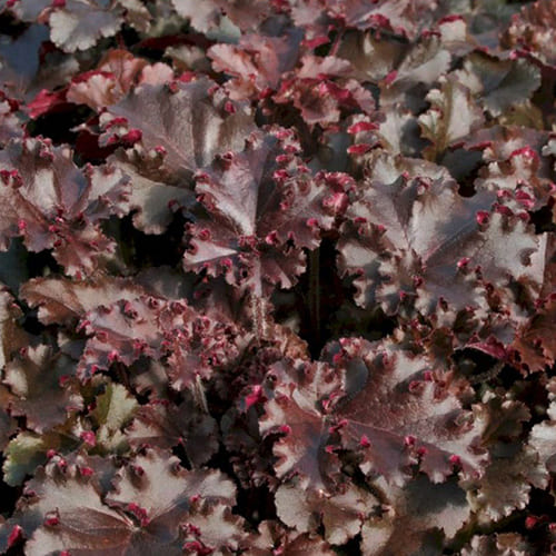 Гейхера "Мелтинг Файер"