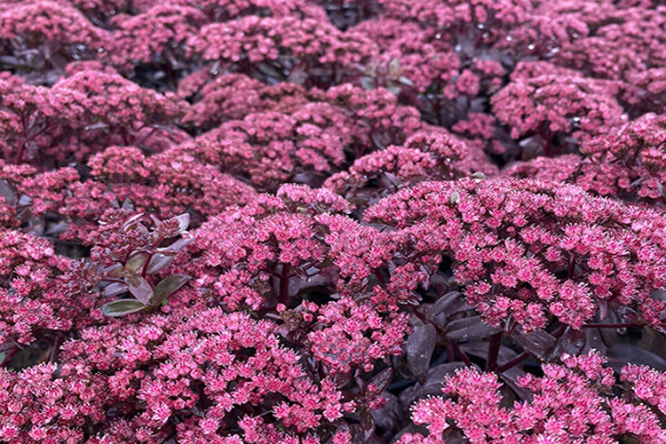 Седум (очиток) отогнутый Дарк Мэджик