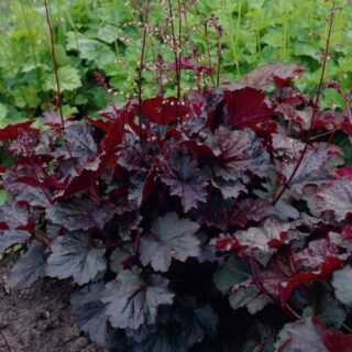 Гейхера "Пэлас Перпл" Р9