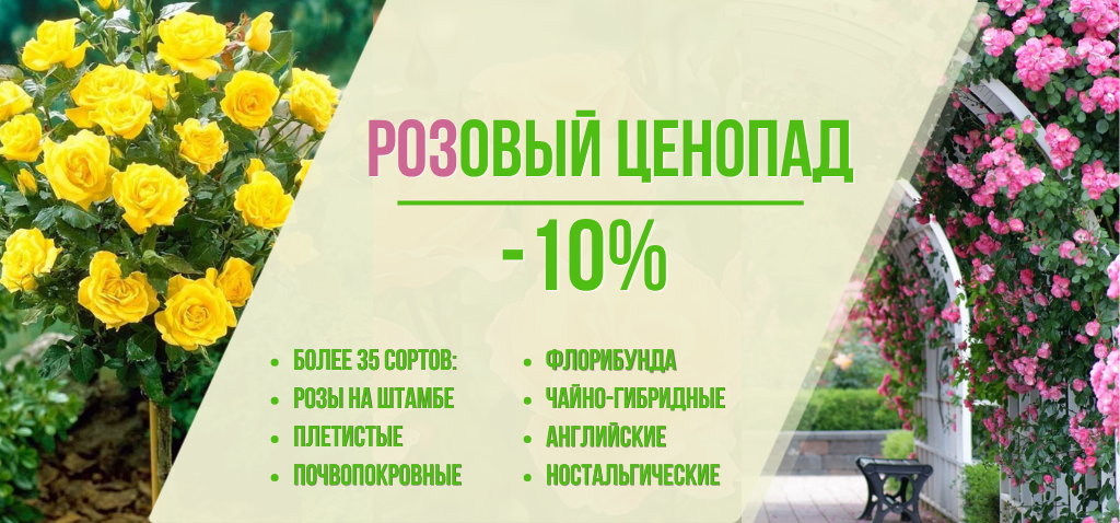 Розовый ценопад (1)