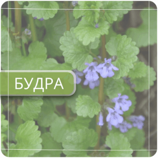 Будра