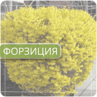 Форзиция