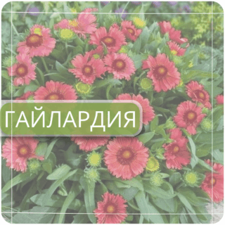 Гайлардия