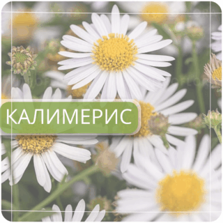 Калимерис