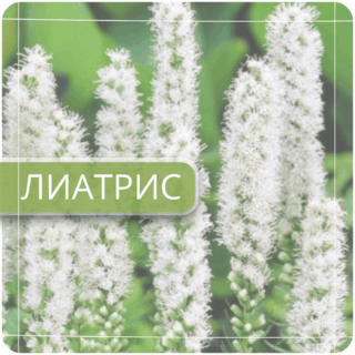 Лиатрис