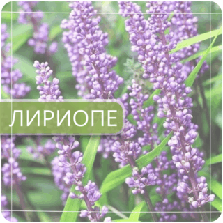 Лириопе
