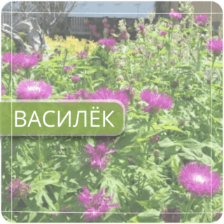 Василек