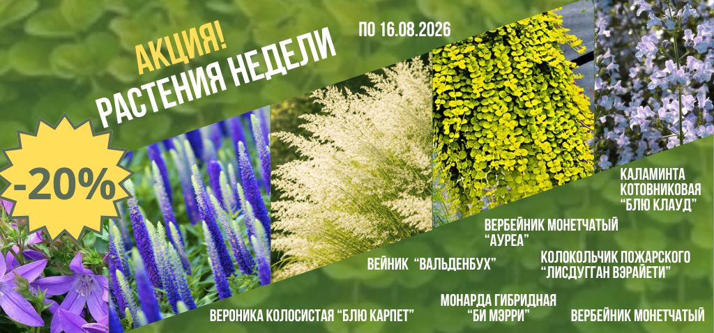 Баннеры Куст (2)