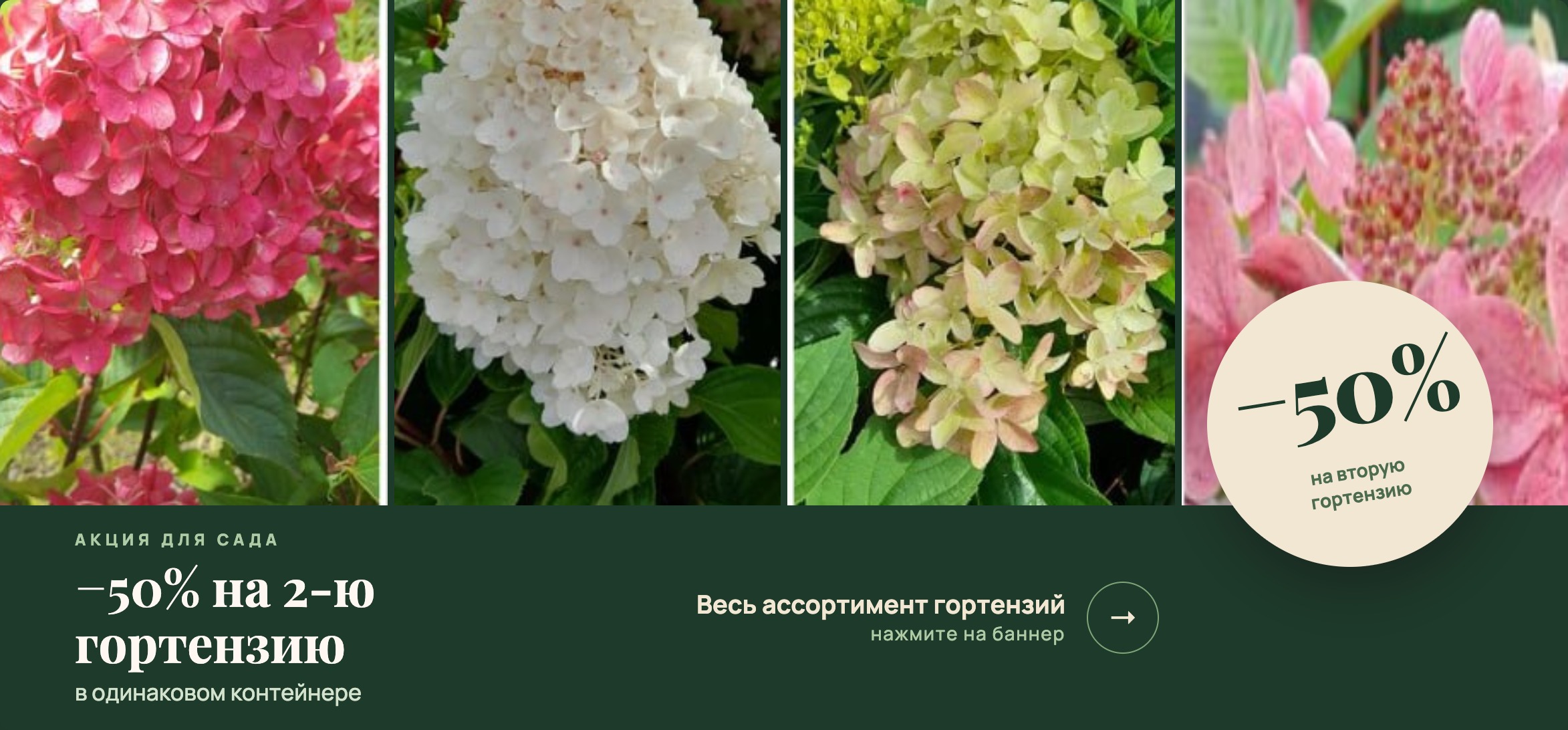 banner-hydrangea-green