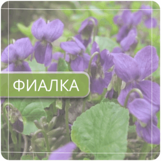 Фиалка