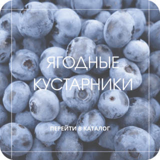 Ягодные кустарники