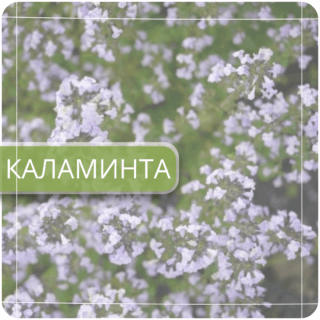 Каламинта