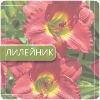 Лилейник
